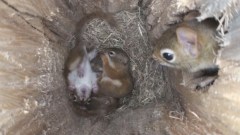 NestCams